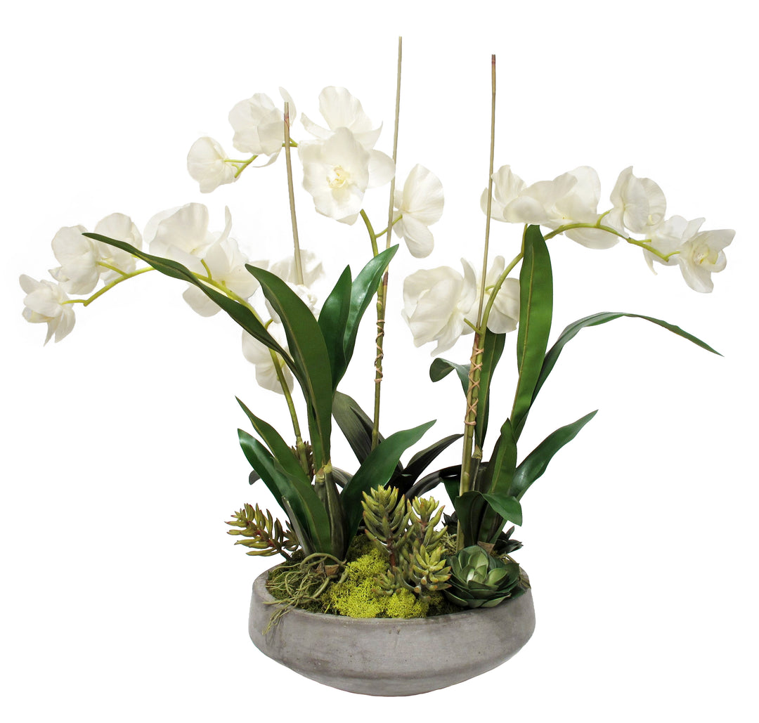 Orchids and Succulents in Bowl. FH: 31"