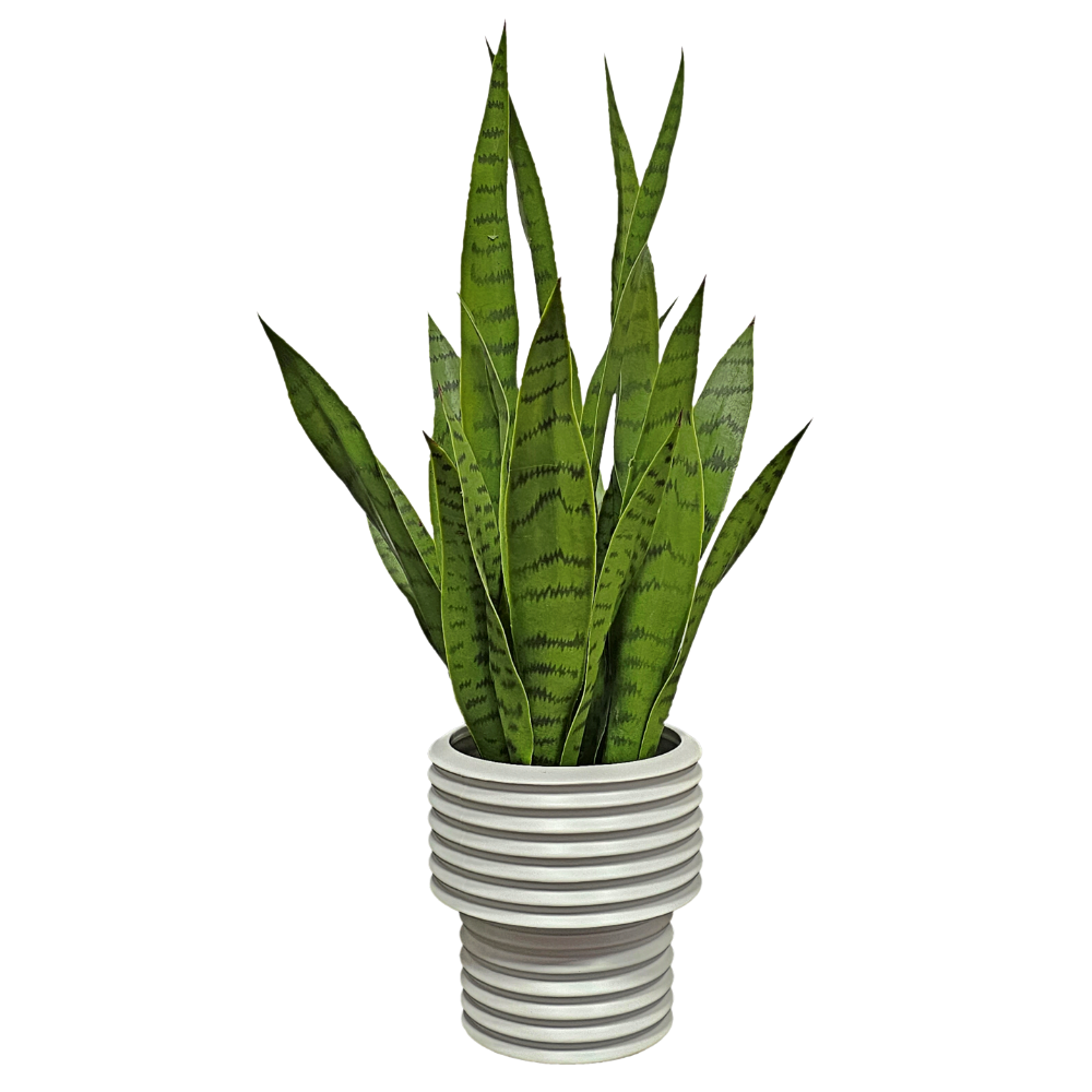 Sansevieria in Ribbed White Ceramic FH: 26"H