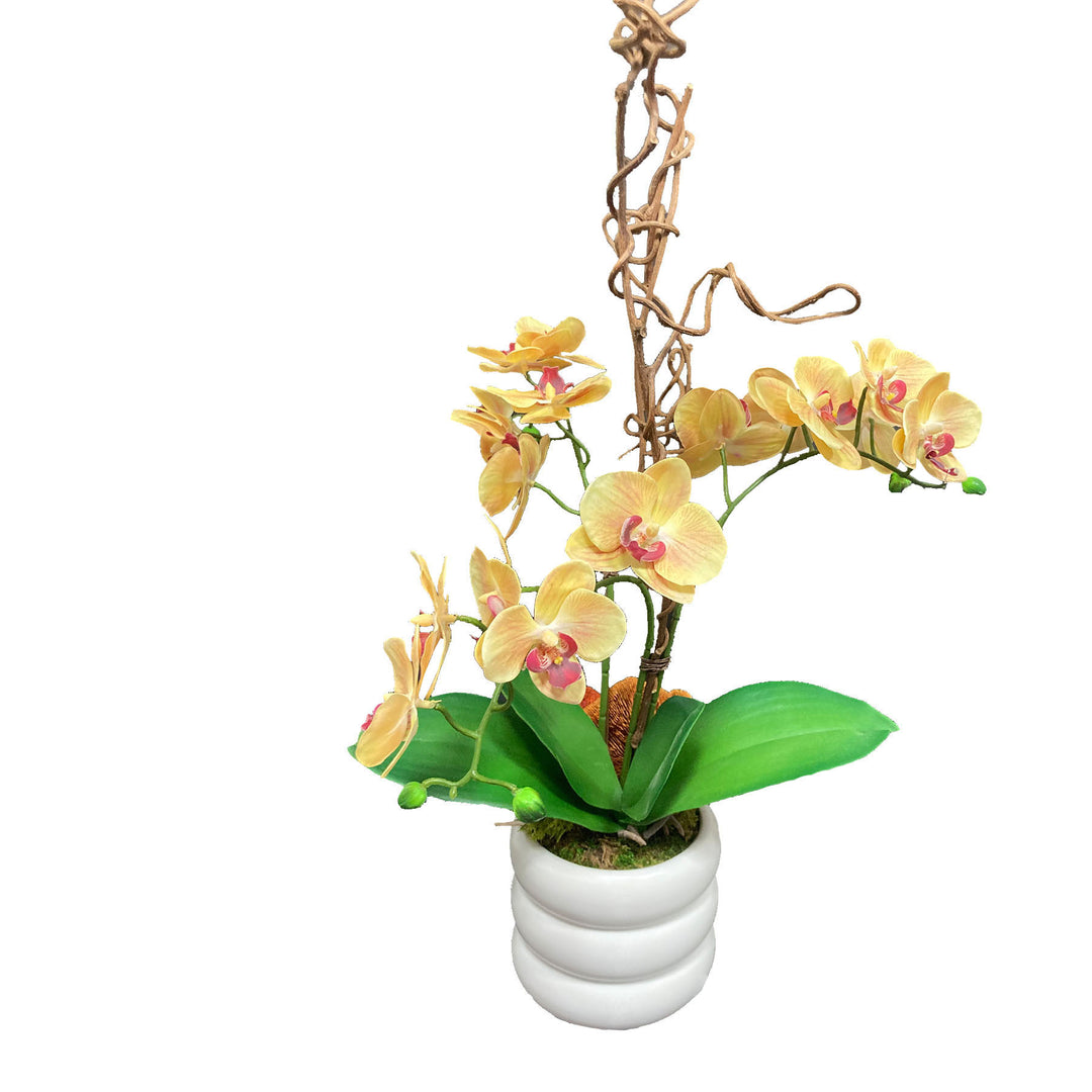 Phalaenopsis Orchids with Leaves and Mushrooms in Ceramic FH: 25"