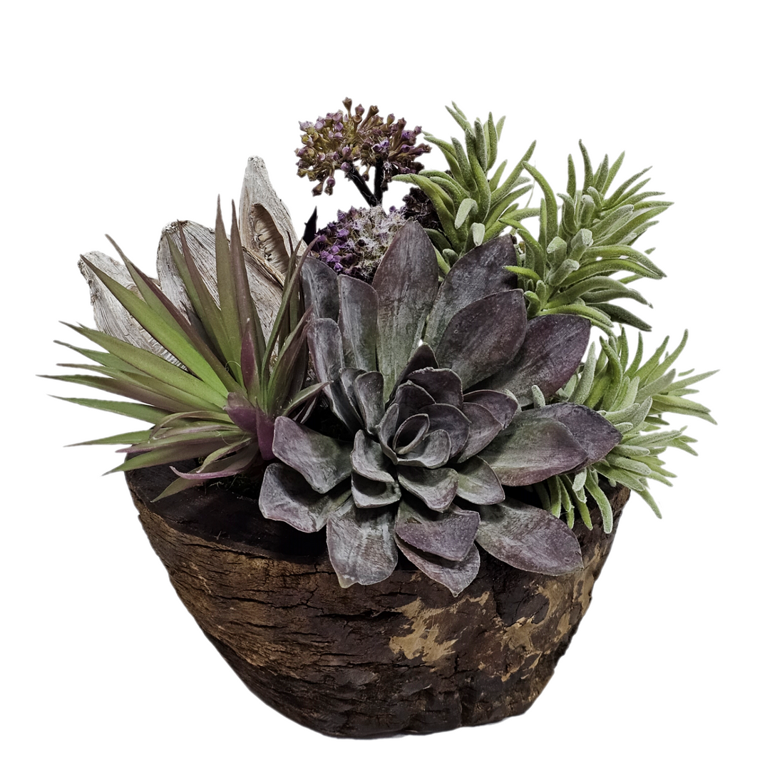 Succulent with Sora Pod and Succulents in Bowl FH: 9.5"