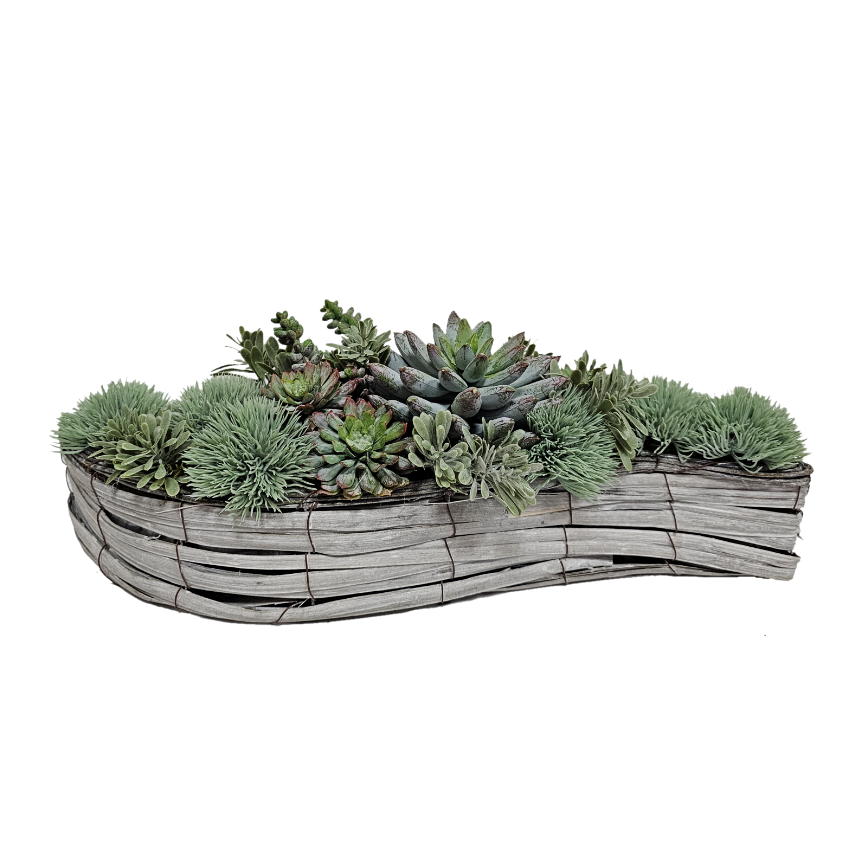 Succulents in Rattan Container FH: 5.5"