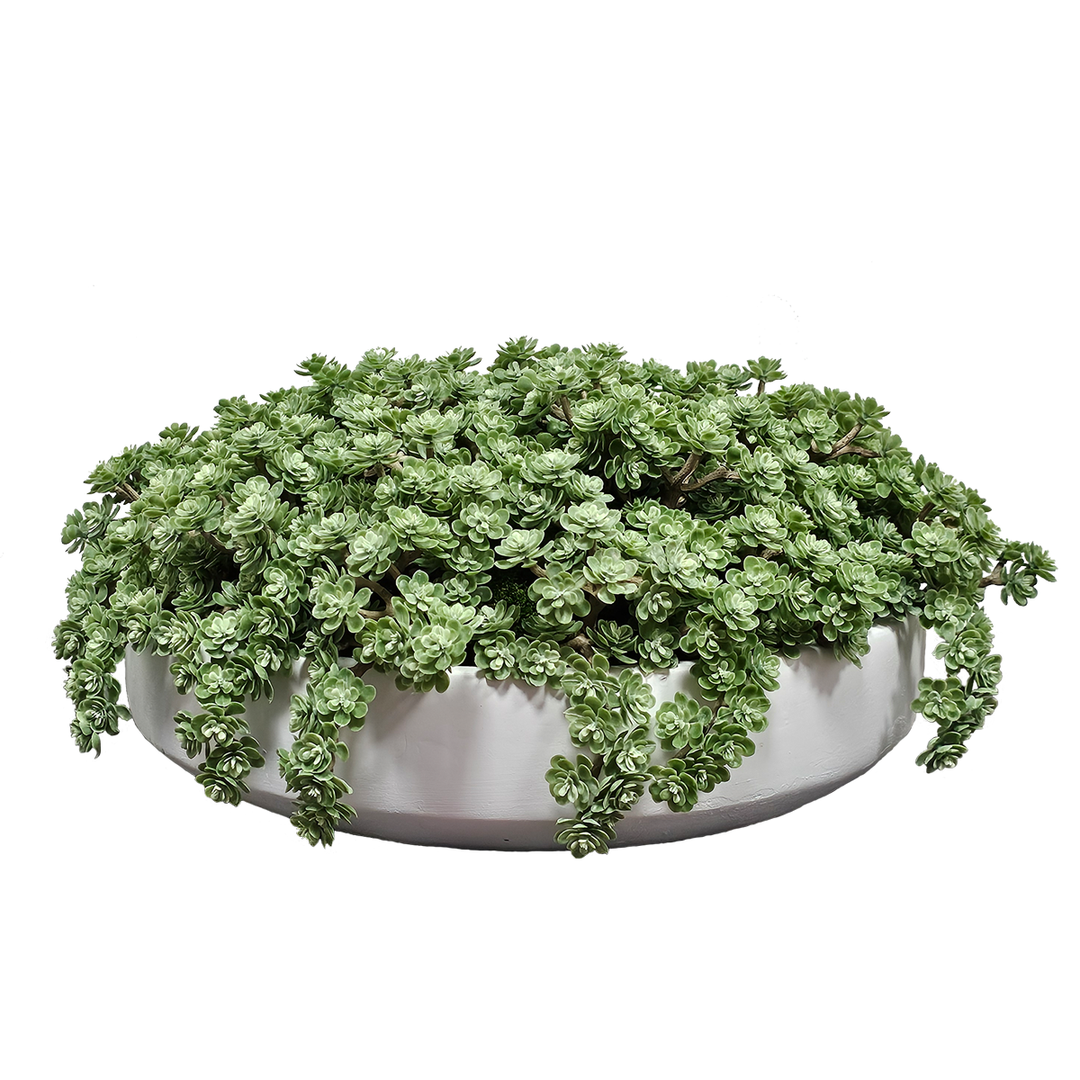 Sedum in Terra Cotta Bowl. FH: 5"H