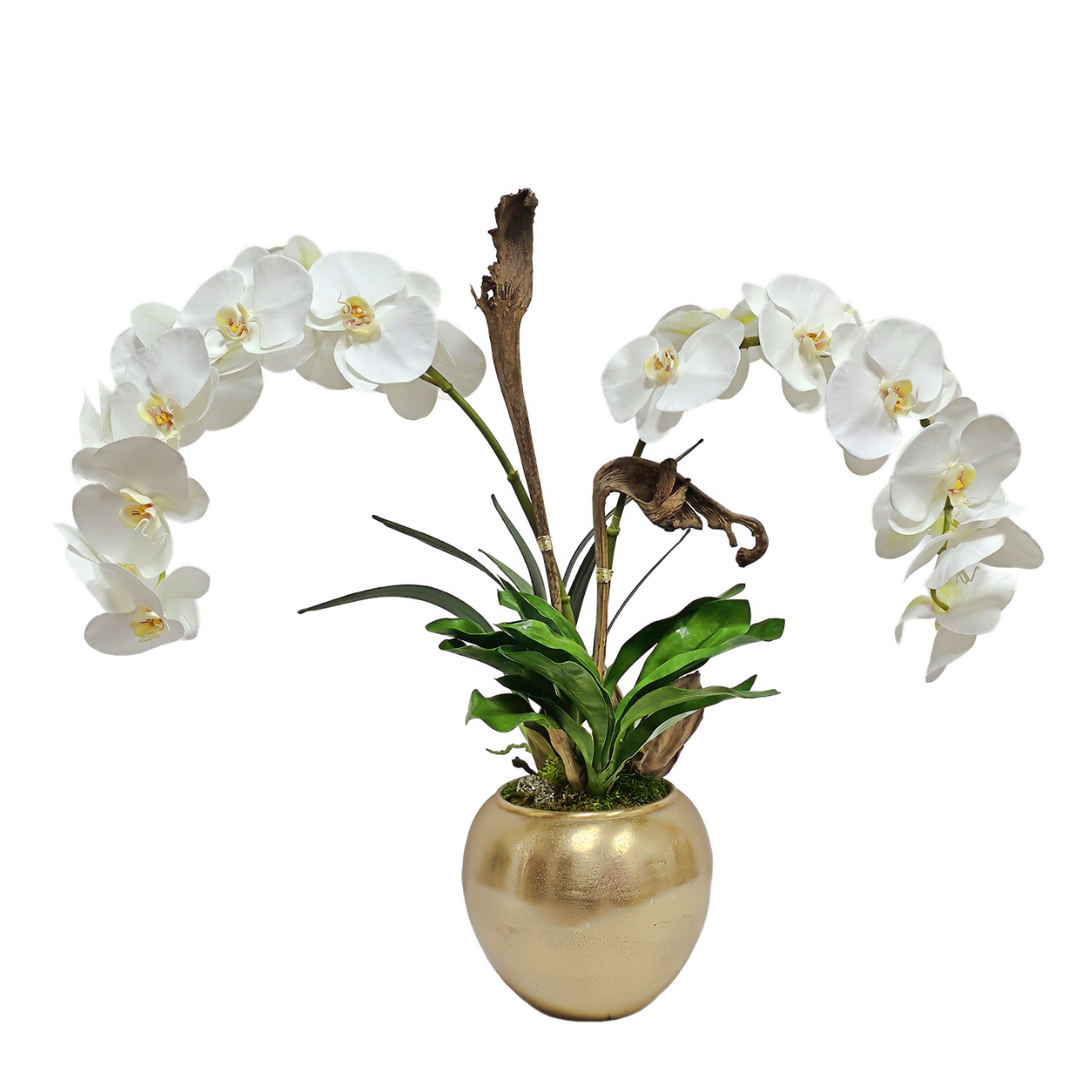 Phalaenopsis Orchids on Dried Staghorn Ferns with Leaves in Metal Container. 25.5"H