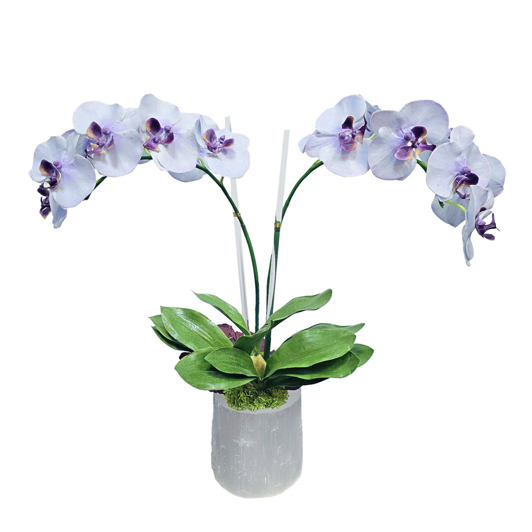 Phalaenopsis Orchids with Mushrooms in Selenite Vase 22.5"H