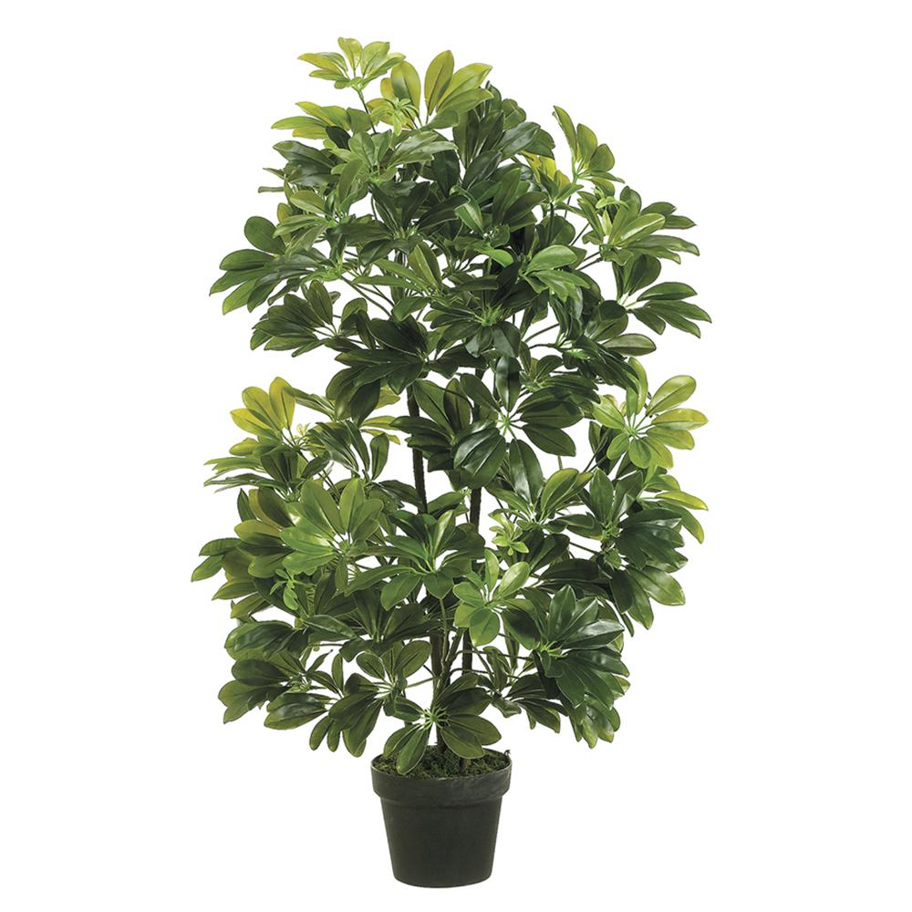 EVA Schefflera in Growers Pot. FH: 40"H