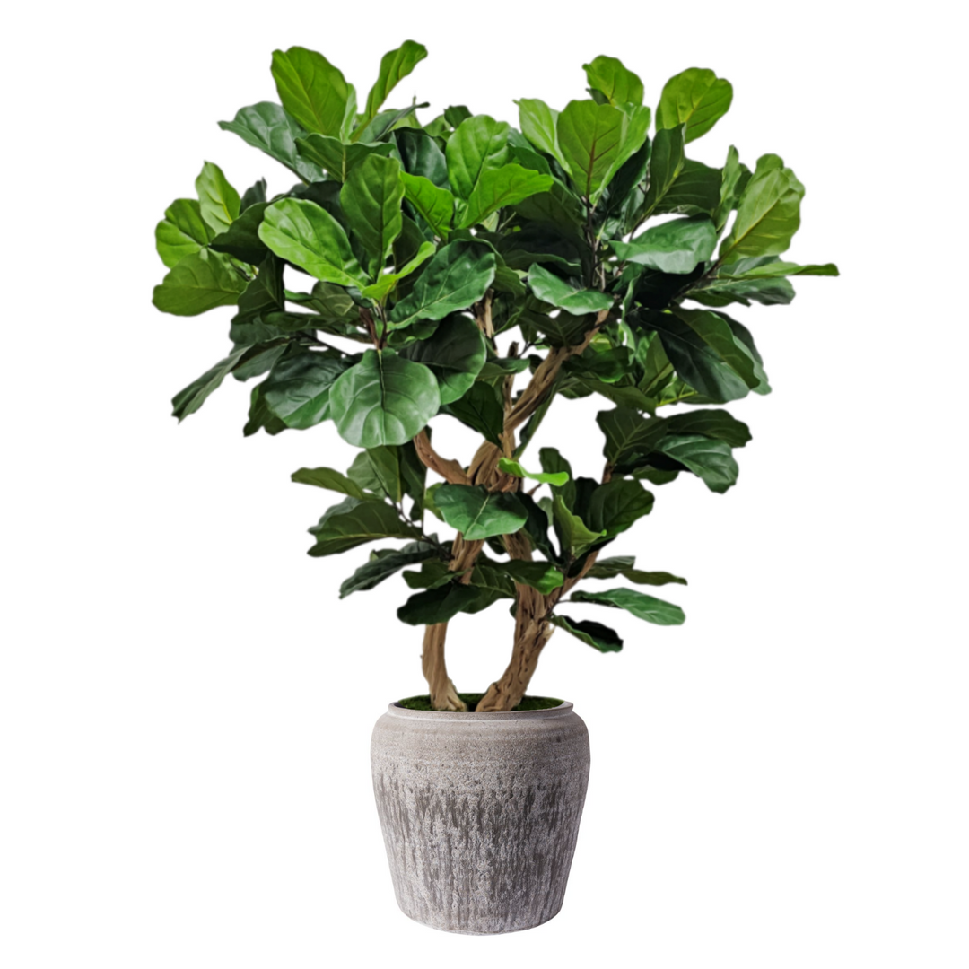 Fiddle Leaf Tree in Container 4.5'H