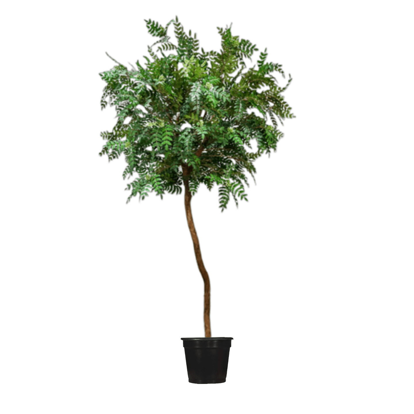acacia house plant Acacia Tree on Single Trunk - Lollipop Style