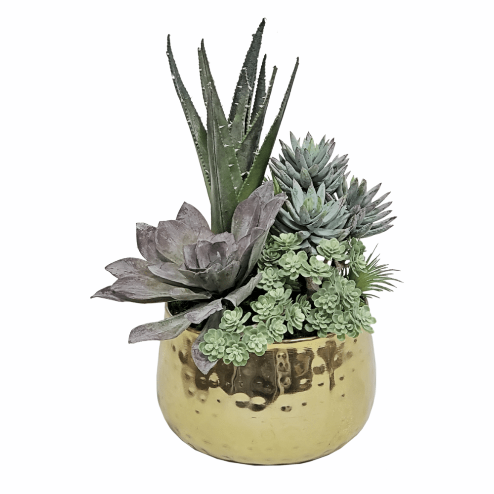 cluster succulent plant Aloe, Succulent, Cluster with Sedum in Bowl 13"H – LDF Silk