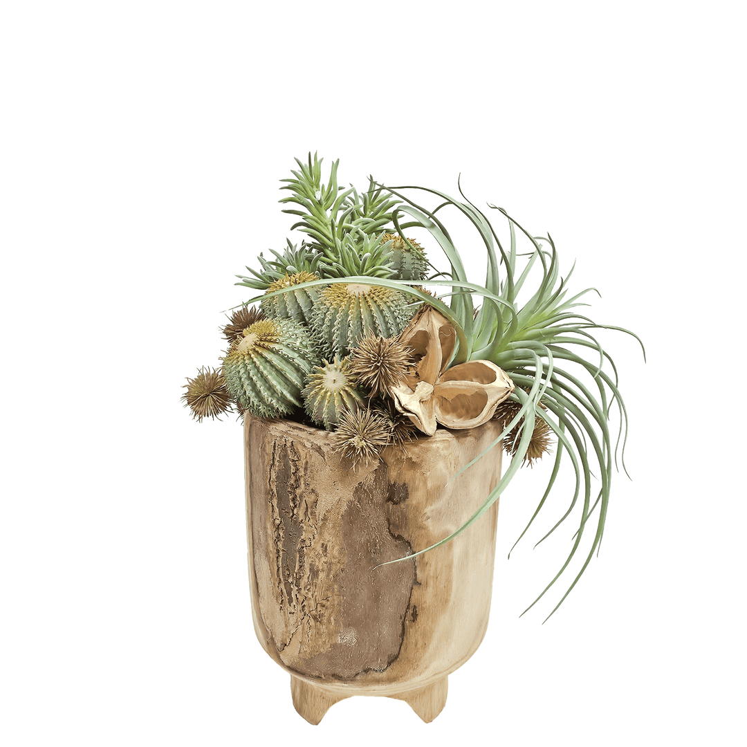 Barrel Cactus, Tillandsia and Sora Pods in Natural Wood 18"H - LDF Silk