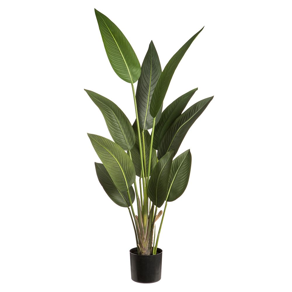 bird of paradise plant pot Bird of Paradise Plant in Grow Pot Without Flowers 60"H – LDF Silk