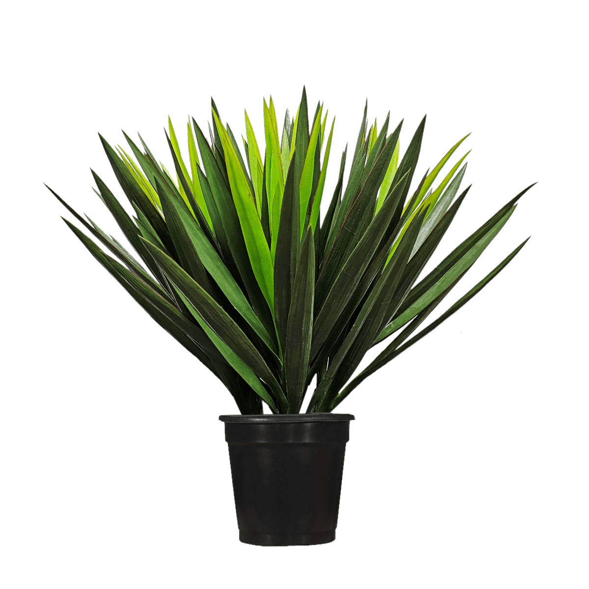 Brazil Yucca in Growers Pot 28