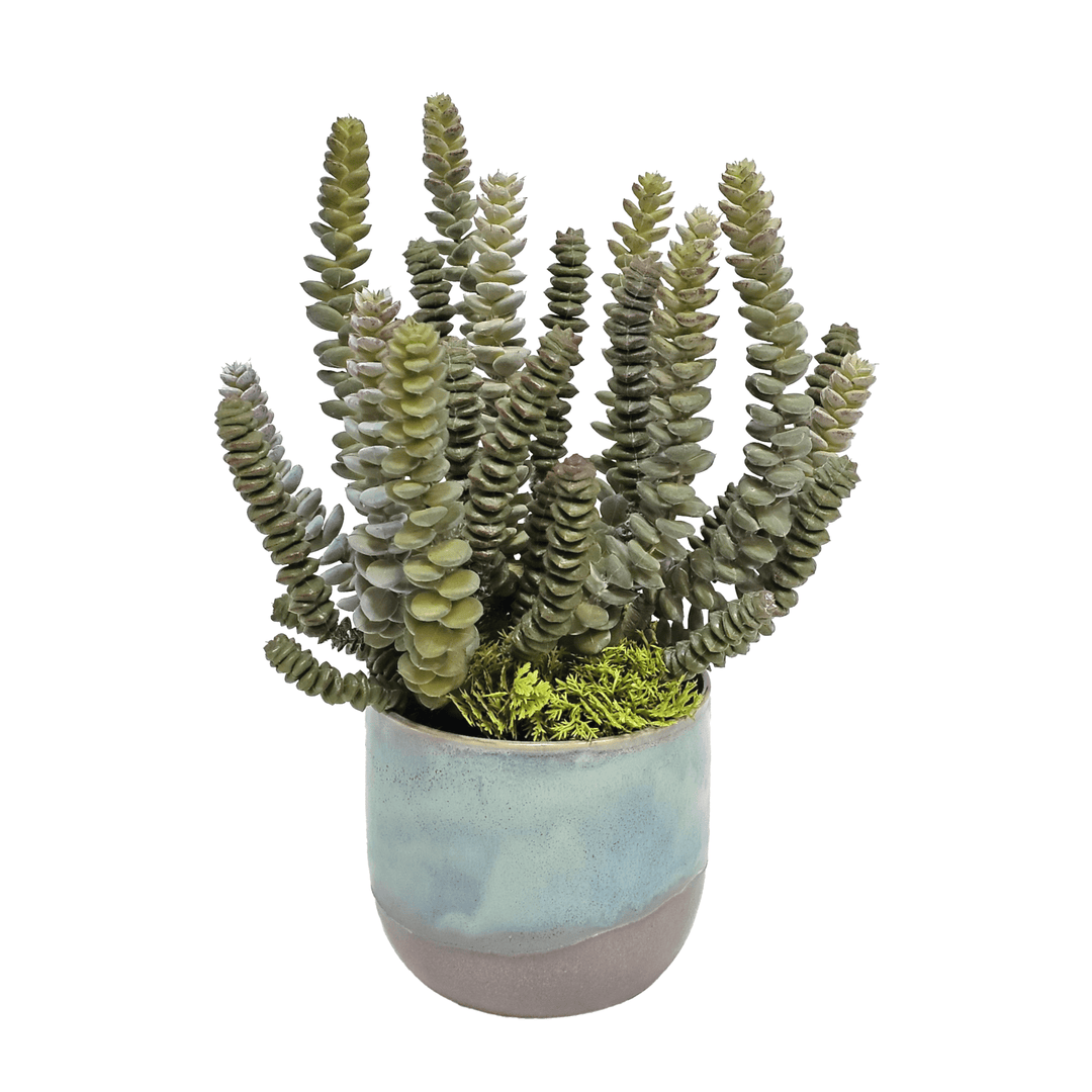Burro's Tail in Glazed Ceramic 11"H - LDF Silk