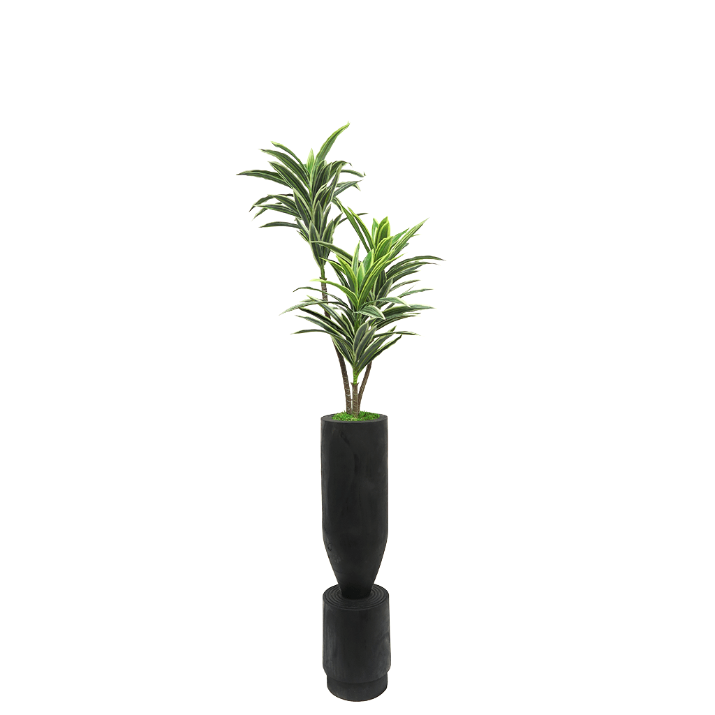 Dracaena in Wooden Vase 48"H - LDF Silk