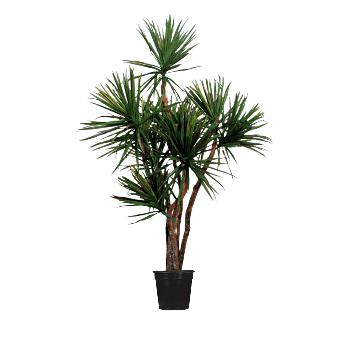 dracaena foliage Dracaena Tree with Hand Drilled Foliage on Natural Dragonwood Trunks i –  LDF Silk