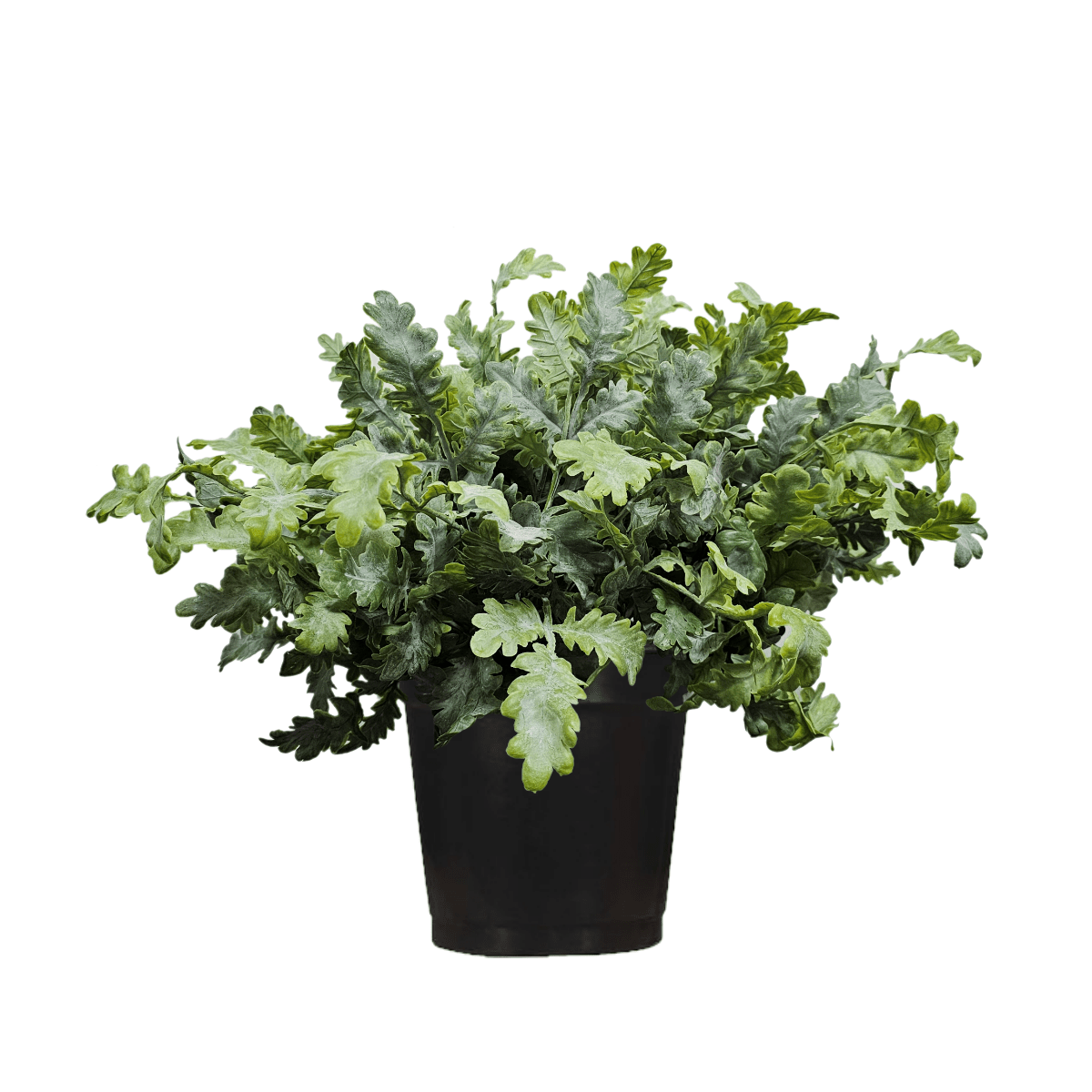 dusty miller plant in pots Dusty Miller Plant in Growers Pot FH: 20" – LDF Silk