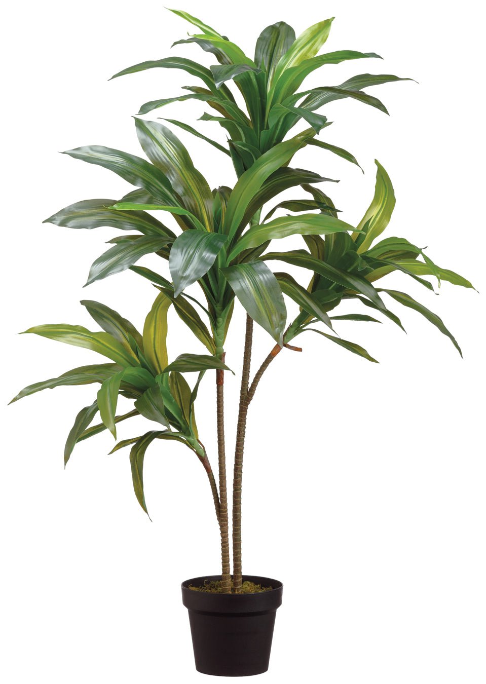 Exotic Dracaena Tree in Grow Pot 39"H - LDF Silk