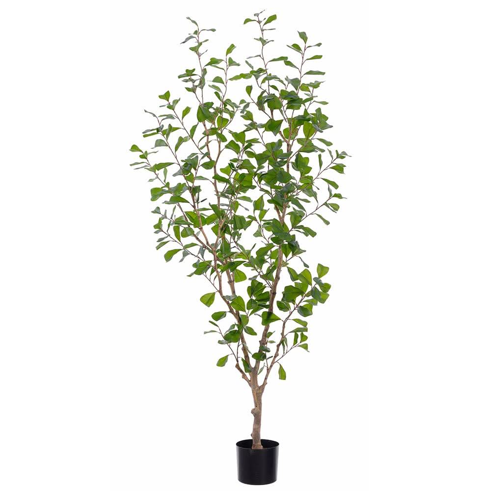 Ficus Triangularis Tree in Grow Pot 6'H - LDF Silk