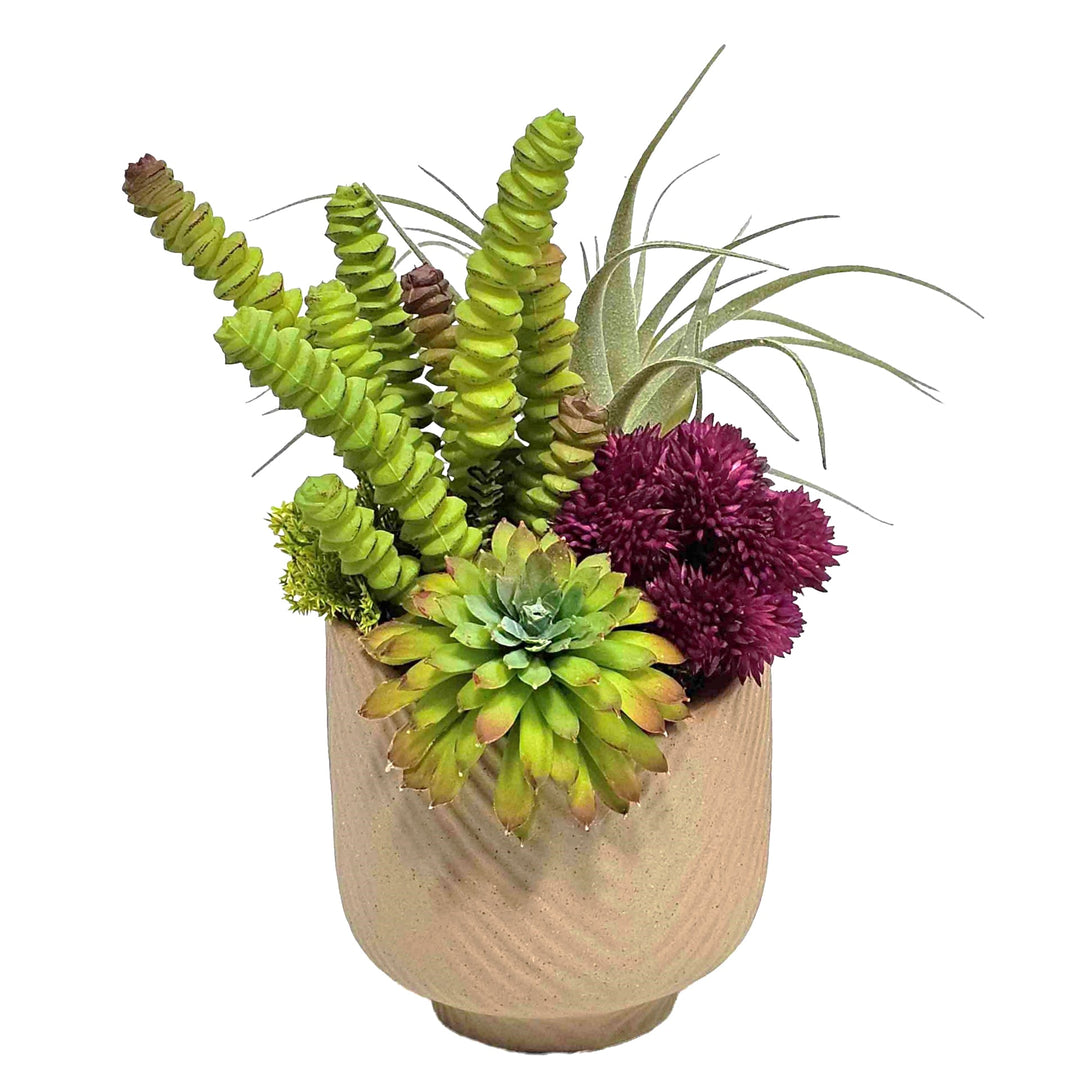 Finger Succulent with Tillandsia and Seed Cluster in Terra Cotta Ceramic. 8.5"H - LDF SilkArtificial Flora