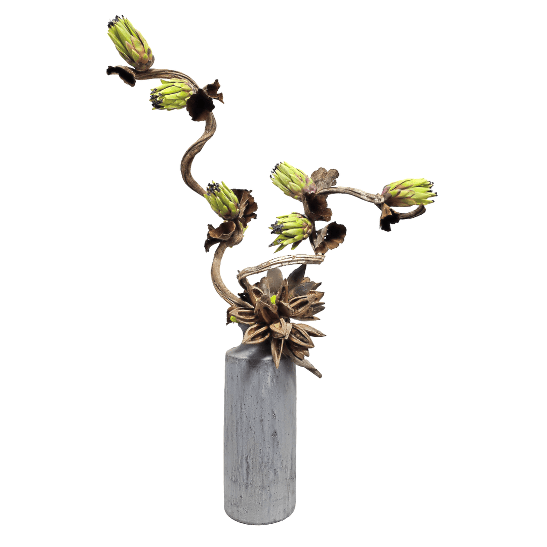 Green Protea and Dried Mushrooms on Curly Vine with Sora Stars in Aged Grey Terra Cotta Vase. FH: 50"H - LDF SilkArtificial Flora