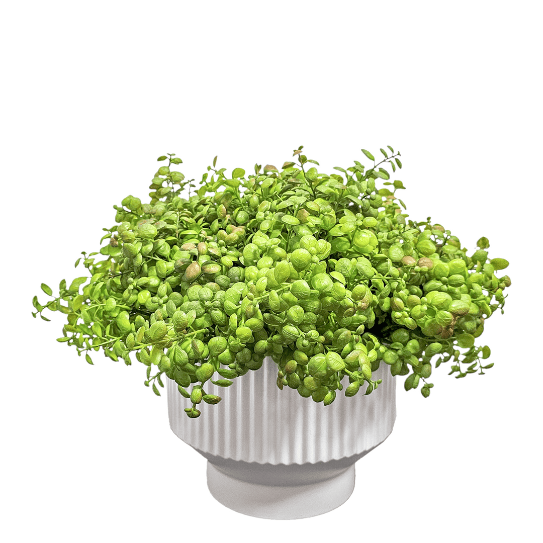 Jade Leaf in Fluted Ceramic Container. FH: 13" - LDF SilkArtificial Flora