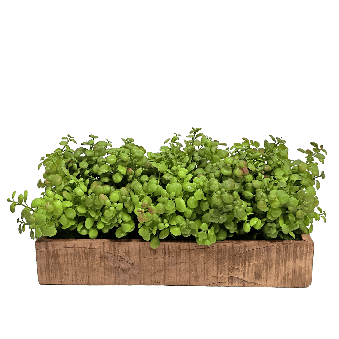 Jade Plants in Wood Container 7.5"H - LDF Silk