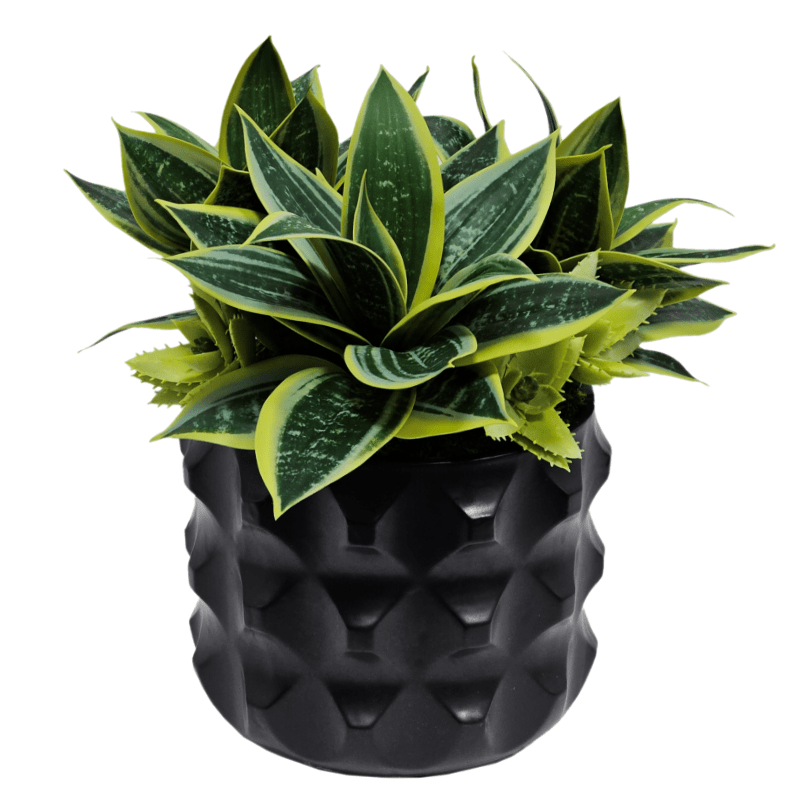 Mini Sansevieria in Textured Ceramic Container FH: 13" - LDF Silk
