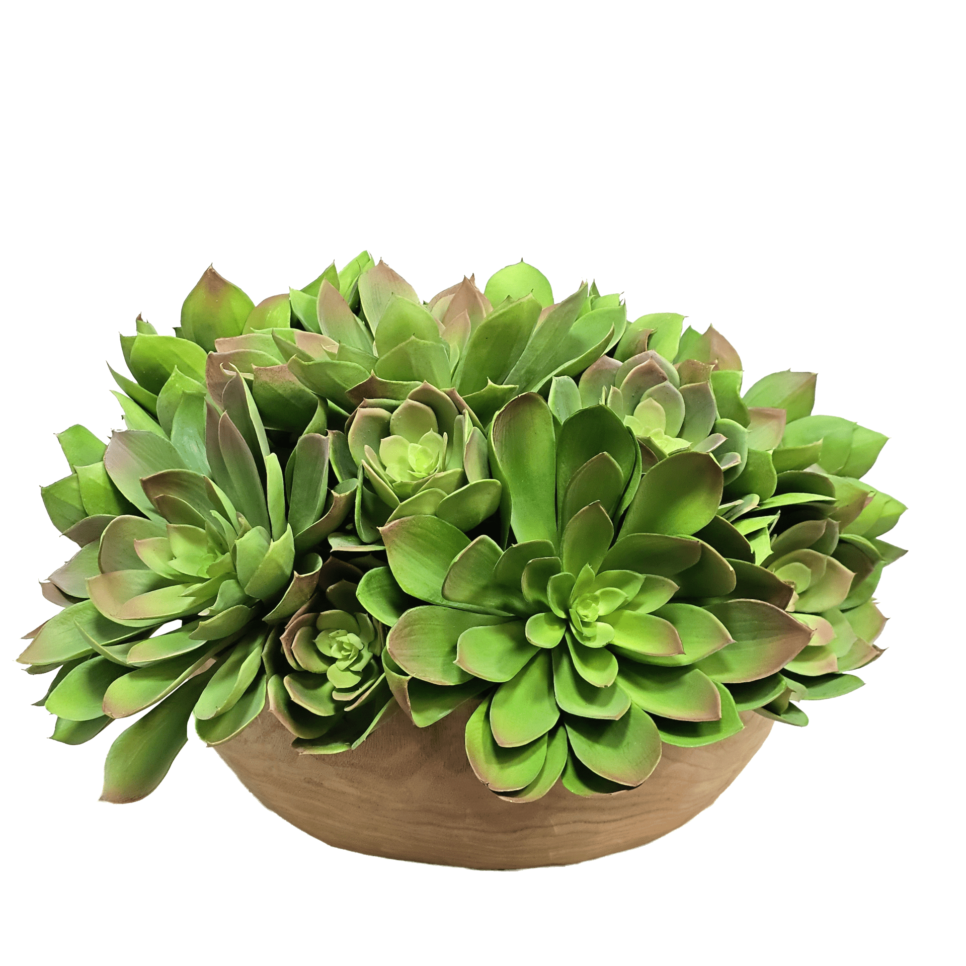 green mound succulent Mounded Echeveria in Wood Bowl 15