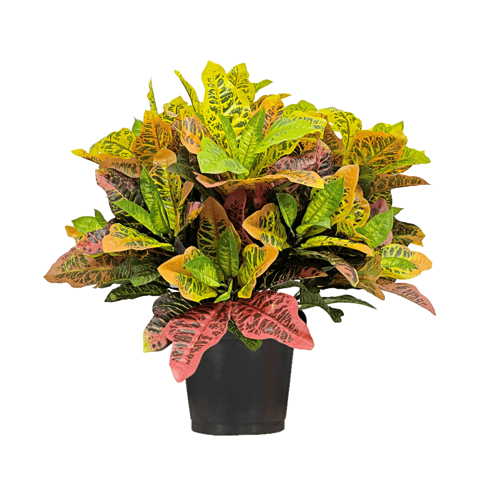 croton plant in pot Multicolor Croton Plant in Growers Pot 25"H