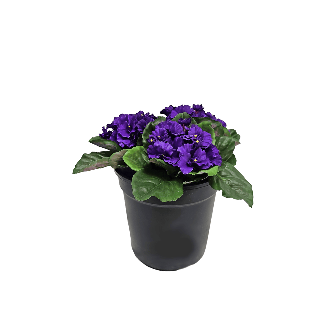 Outdoor African Violets in Grow Pot 10.5"H - LDF Silk