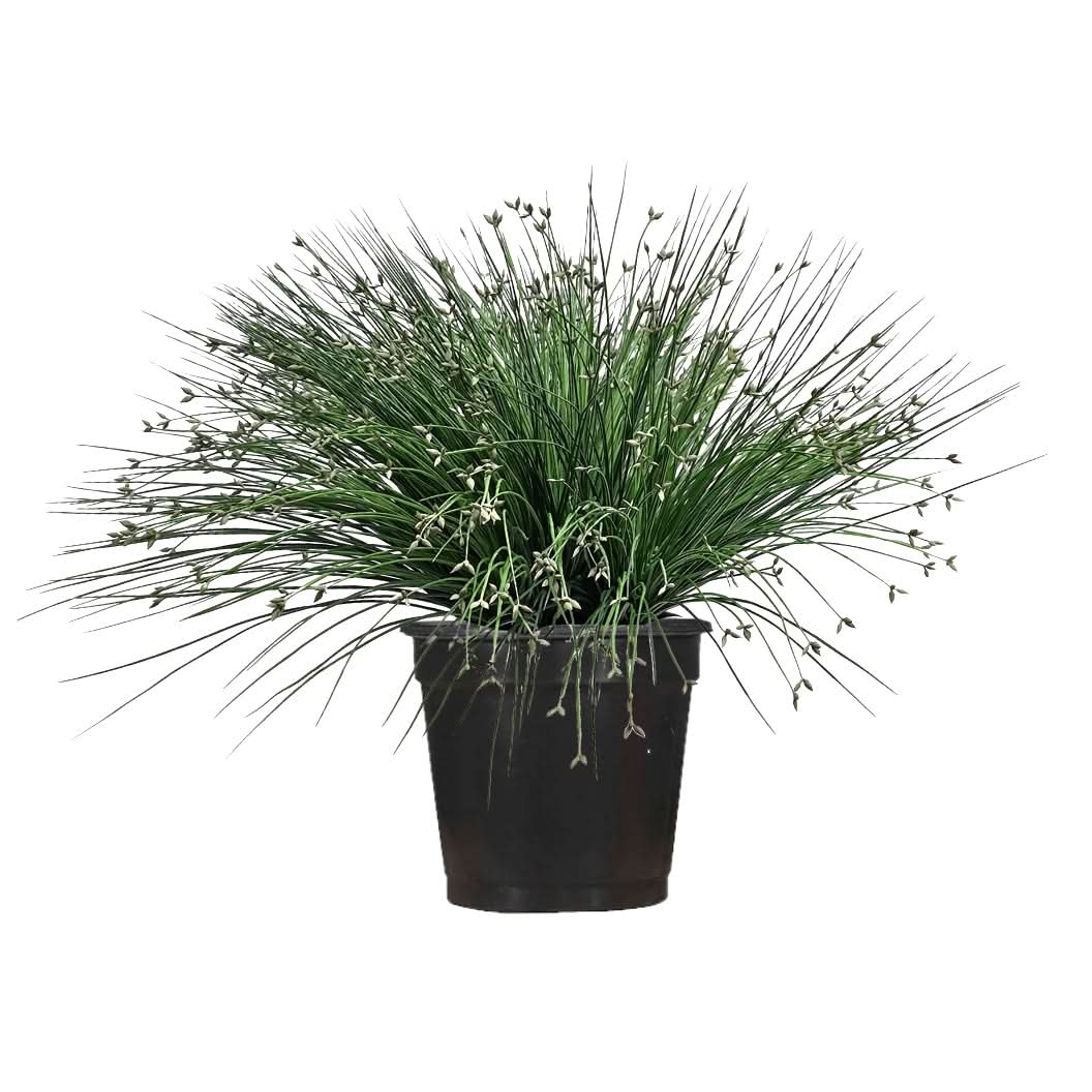Outdoor Bahia Grass Bush in Grow Pot 24"H - LDF Silk