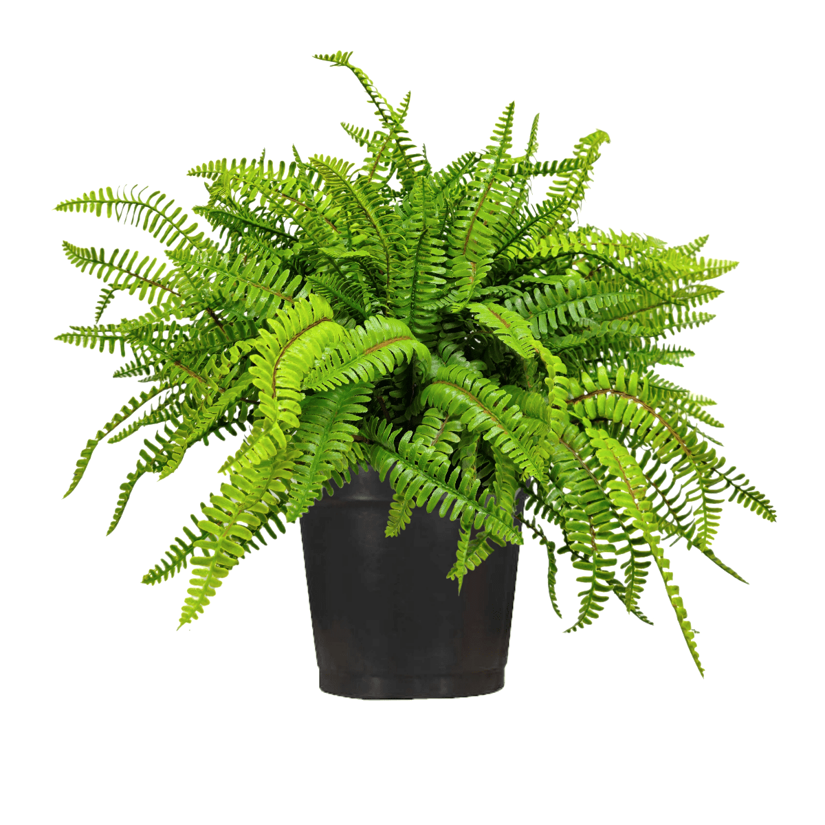 planting boston ferns in pots Outdoor Boston Fern in Grow Pot 21" H