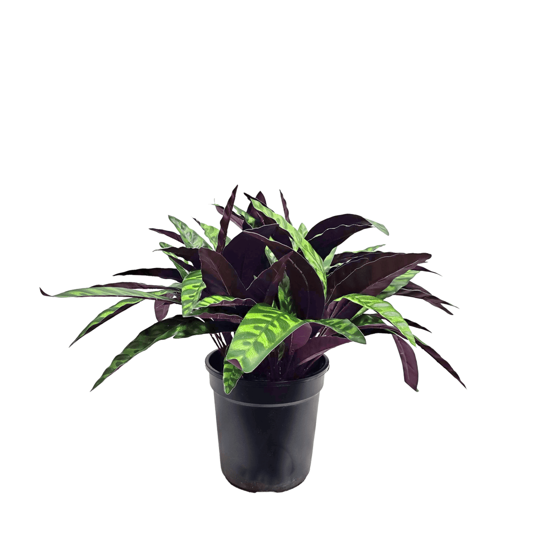 Outdoor Calathea in Grow Pot 17"H - LDF Silk