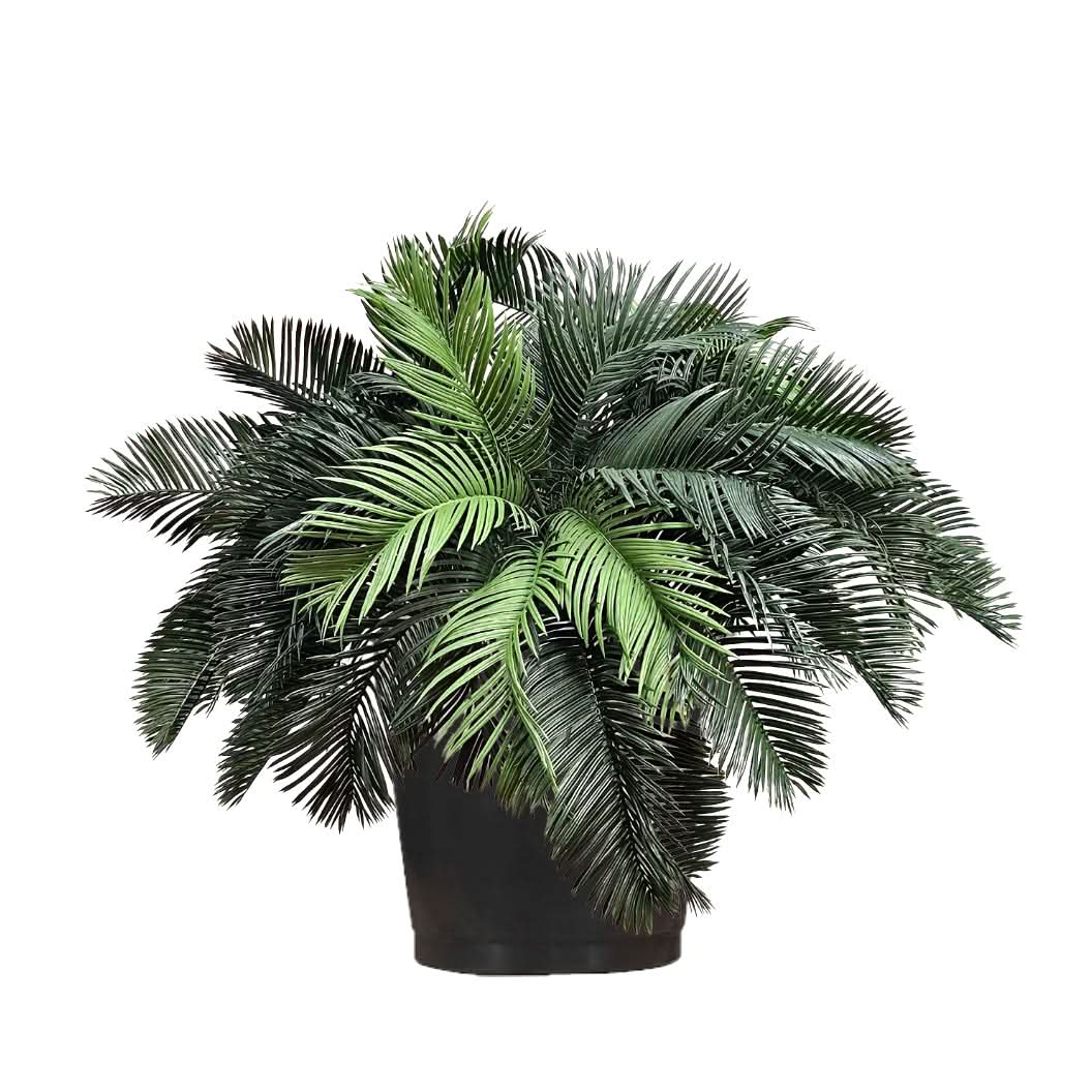 outdoor palm tree planter Outdoor Cycas Palms in Grow Pot 20"H