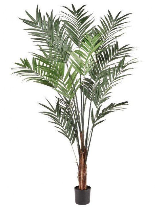 palm tree plant pot outdoor Outdoor Kentia Palm in Grow Pot 96"H