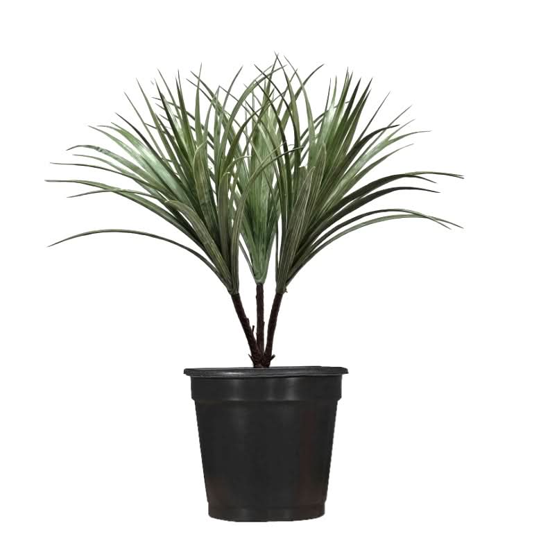 Outdoor Liriope in Grow Pot 29"H - LDF Silk