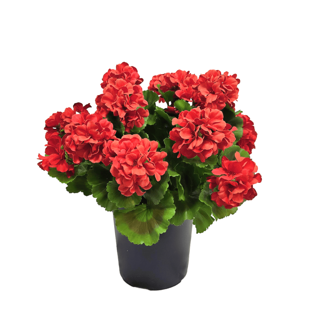 Outdoor Red Geraniums in Grow Pot 17"H - LDF Silk