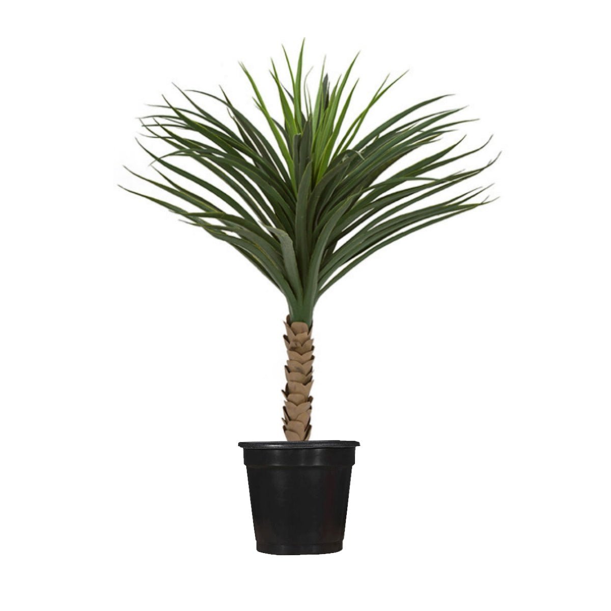pot size for yucca plant Outdoor Yucca Plant in Grow Pot 3'H – LDF Silk