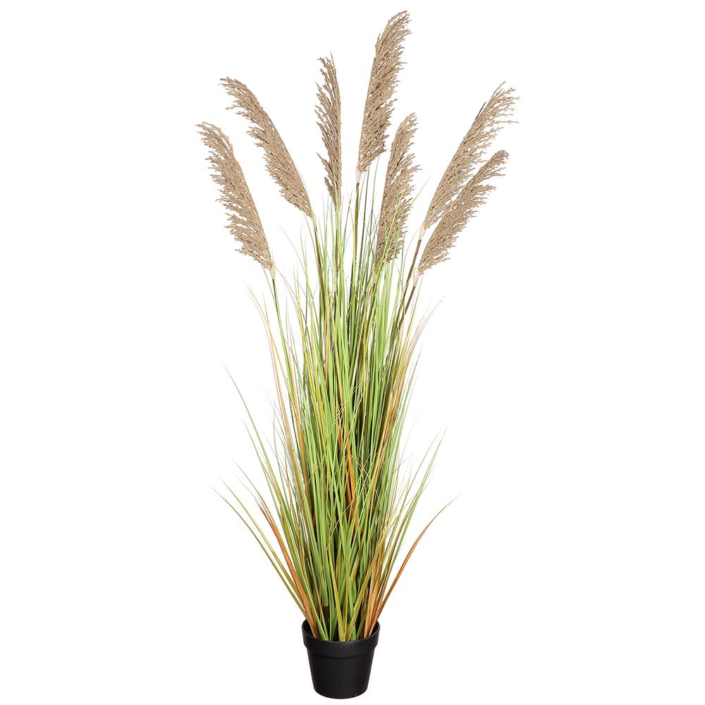 Pampas Grass in Growers Pot 59"H - LDF Silk