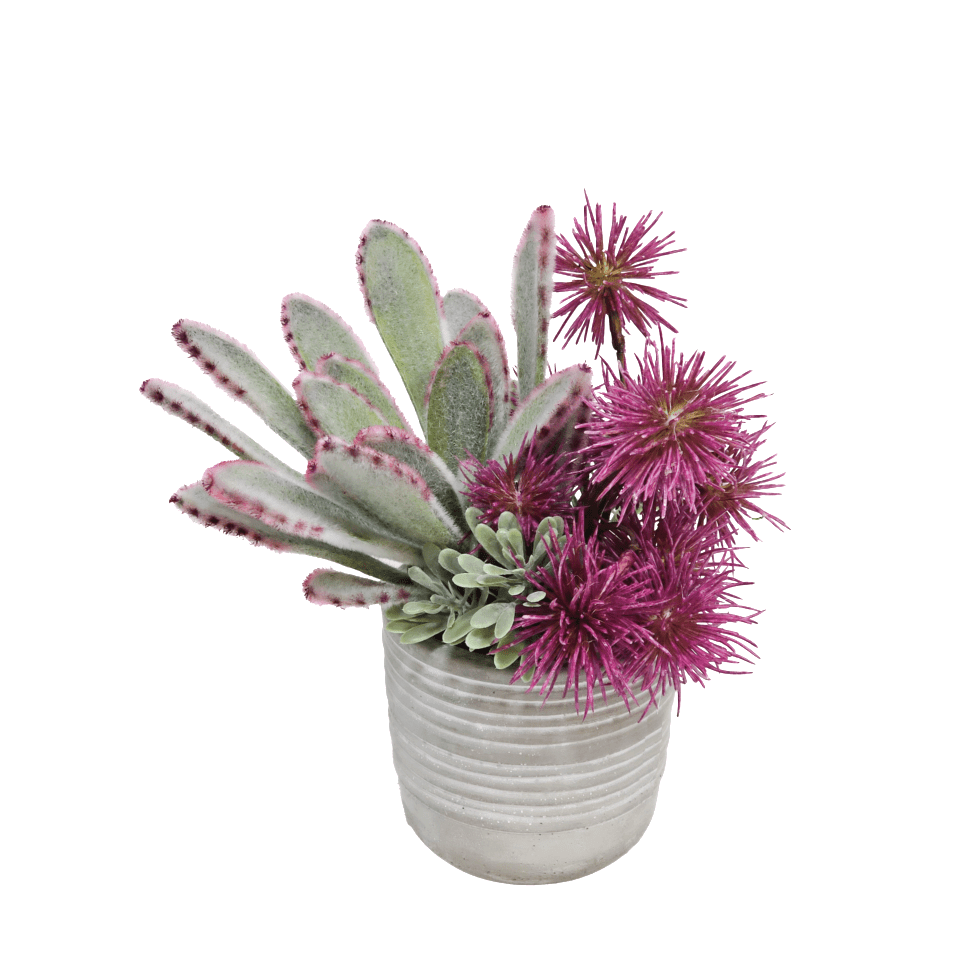 silk succulents Panda Succulent with Spikey Balls in Textured Concrete 7.5"H