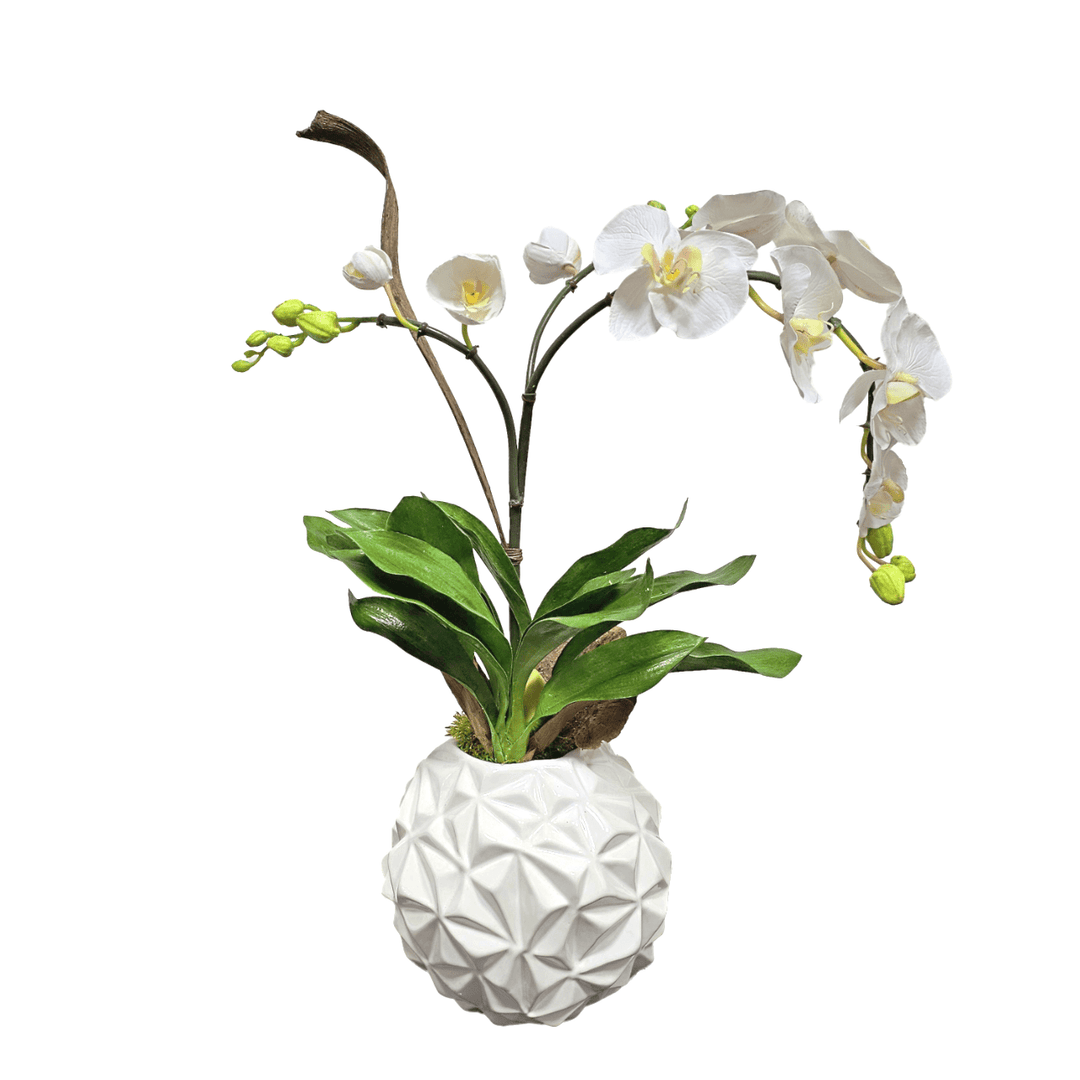 Phalaenopsis Orchid with Dried Mushroom and Orchid Leaves in Geometric Orb 23"H - LDF Silk