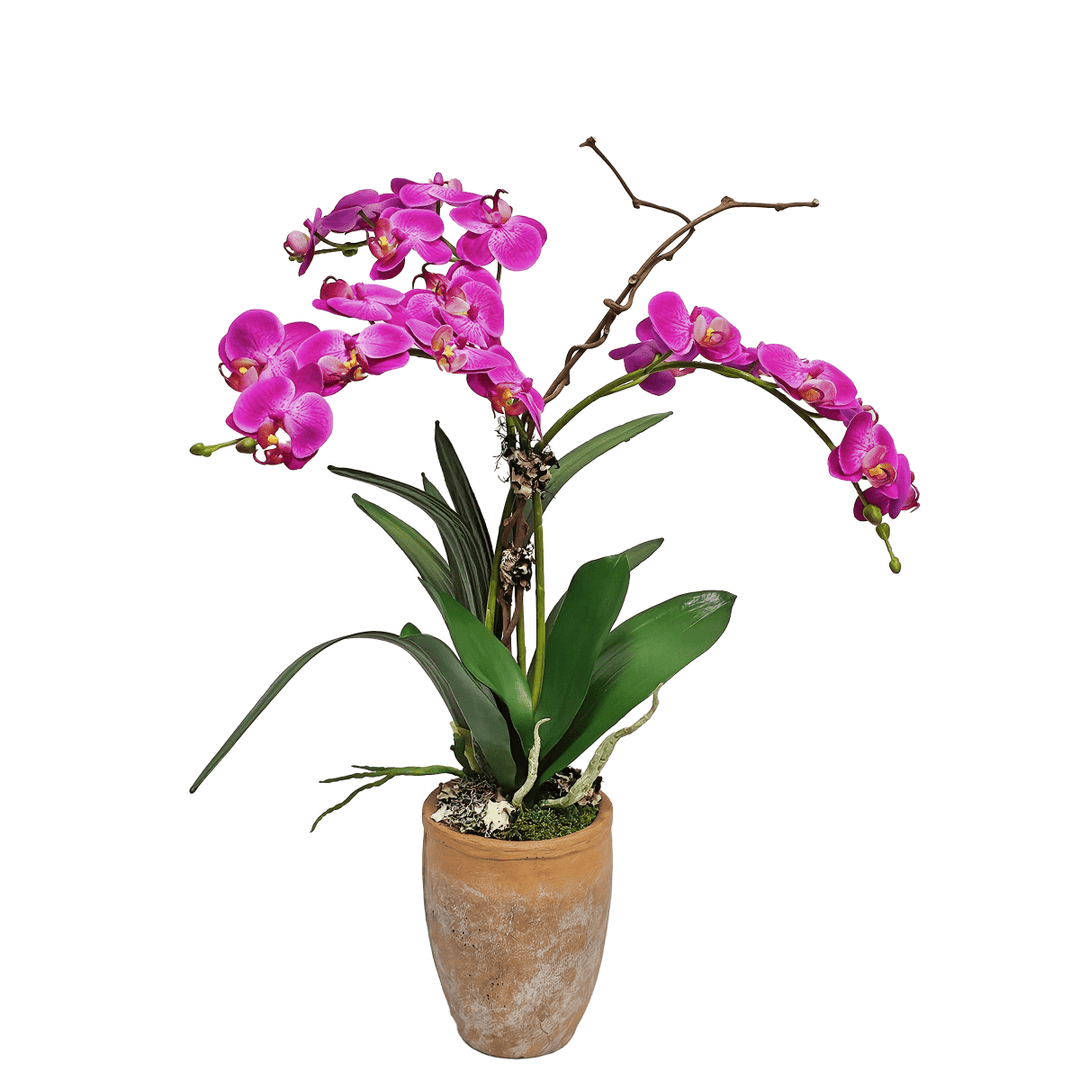 Phalaenopsis Orchids in Terra Cotta 24"H - LDF Silk