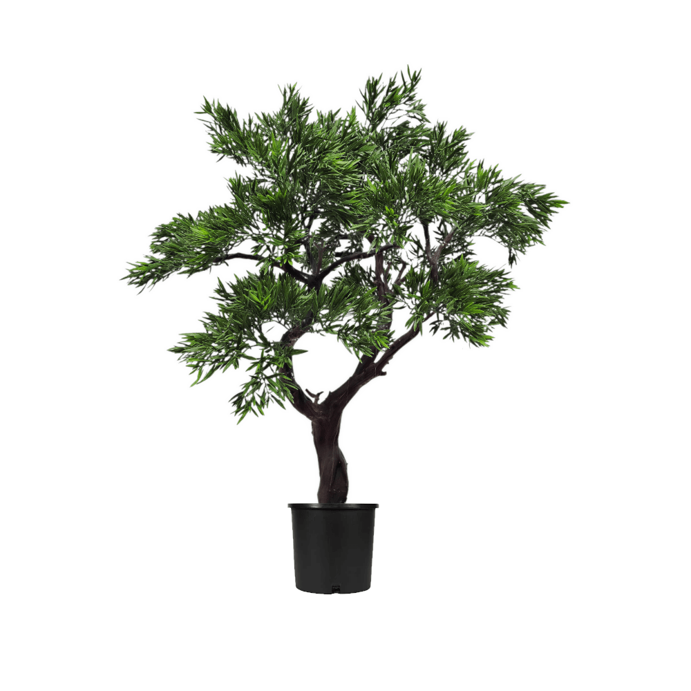 manzanita bonsai tree Podocarpus Bonsai on Natural Manzanita in Grow Pot 50"H