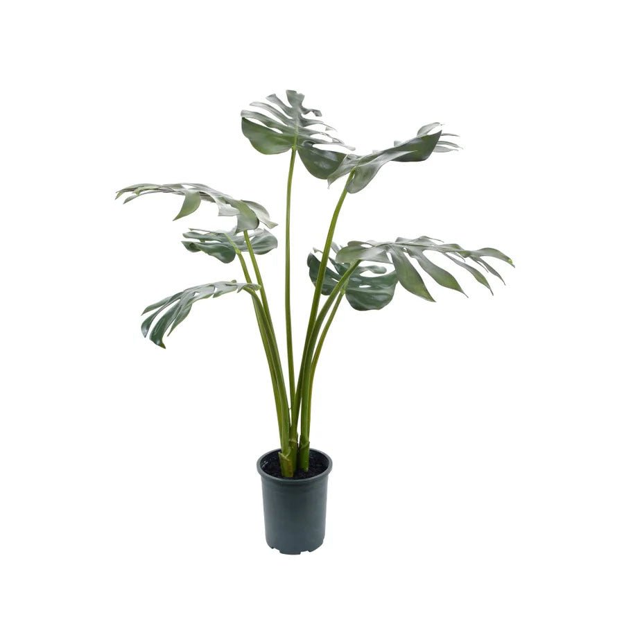 silk monstera plant Premade Leaf Monstera Tree in Growers Pot FH: 3.5' – LDF Silk