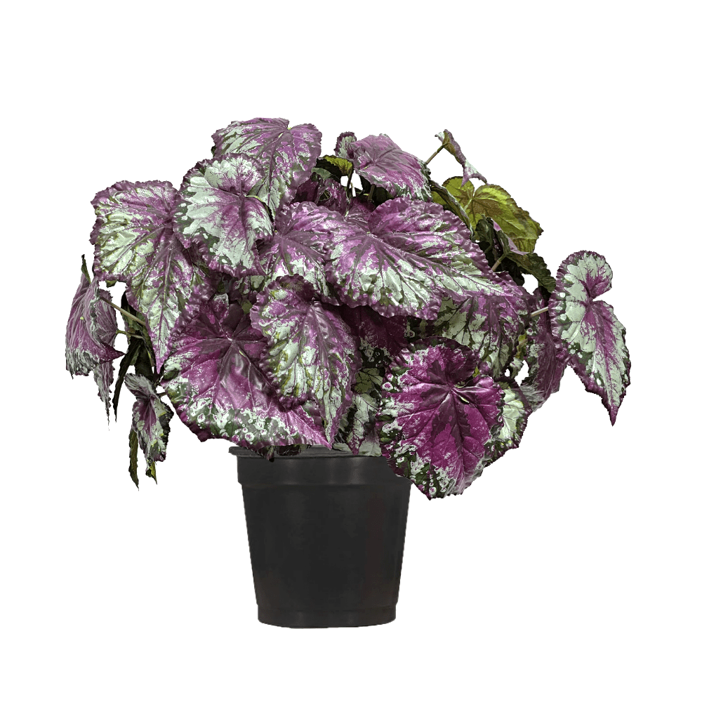 Wax Begonia Plant in Growers Pot 23