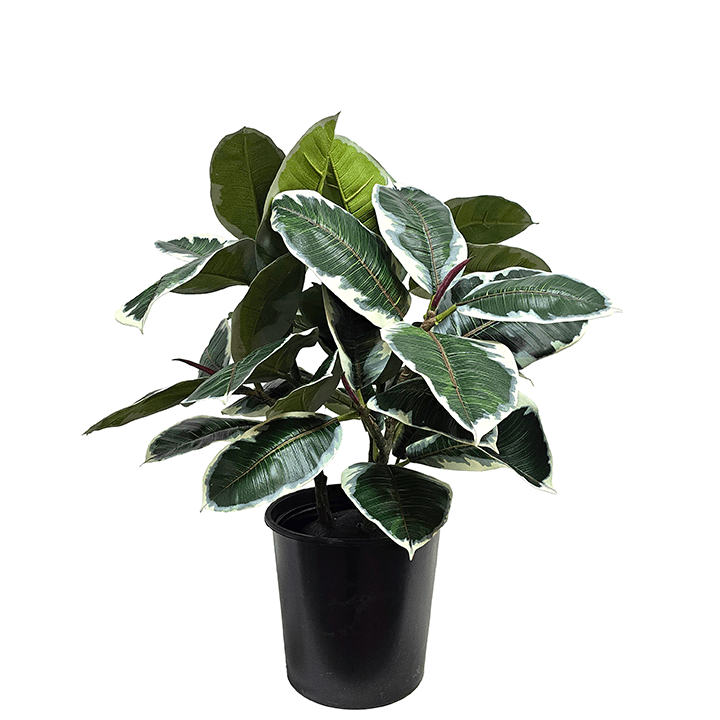Rubber Plant (Variegated) in Grow Pot 33"H - LDF Silk