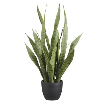 Sansevieria in Grow Pot 24"H - LDF Silk