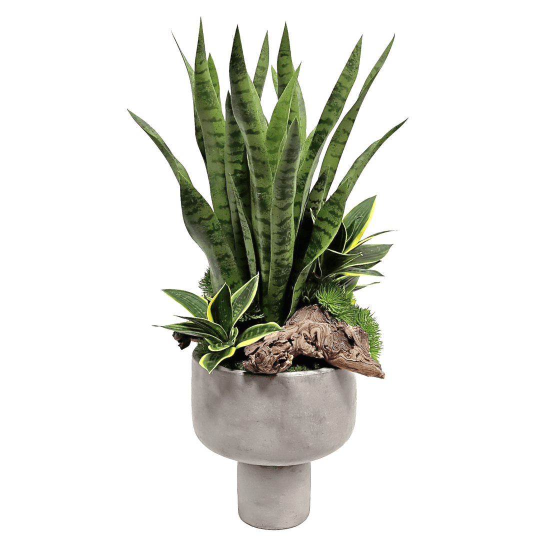 Sansevieria with Wood Fragments and Succulents in Concrete Vase. FH: 31"H - LDF SilkArtificial Flora