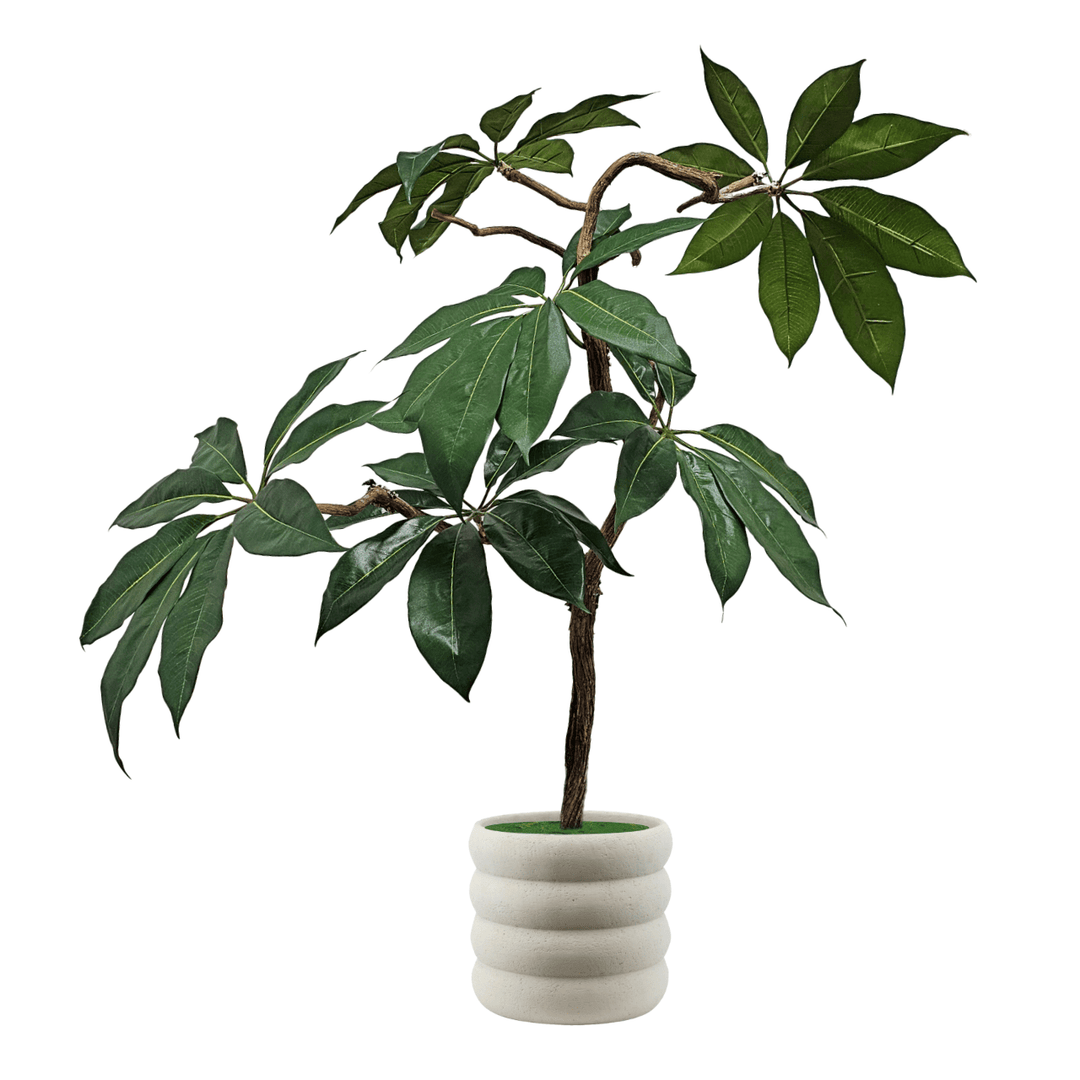 Schefflera on Natural Dragonwood in Layered Ceramic Container 46"H - LDF Silk