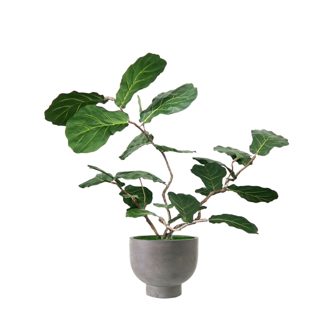 Sculptural Fiddle Leaf in Concrete Planter 58"H - LDF Silk