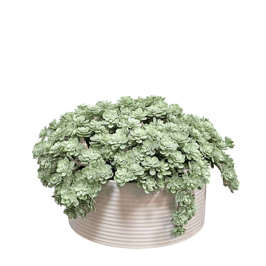 Sedum in Ceramic Bowl 7"H - LDF Silk